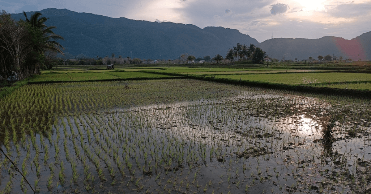 Regulación del arroz fortificado: Una clave para mejorar la nutrición y la salud en el Perú