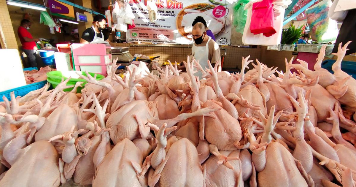 alza precio pollos play 06 03 23