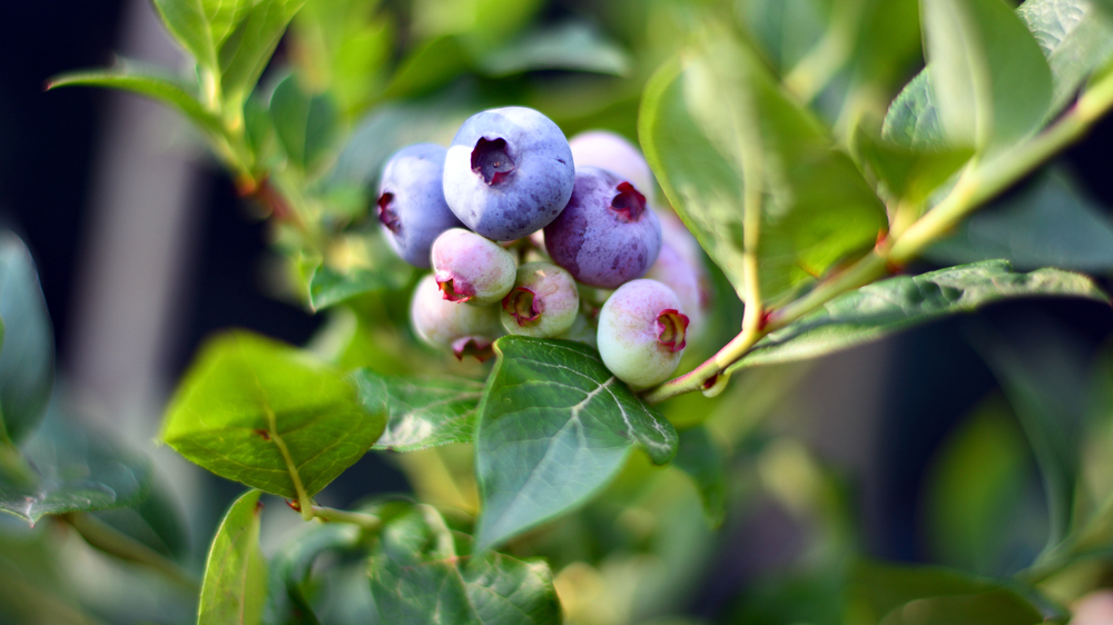 shutterstock 1780389419